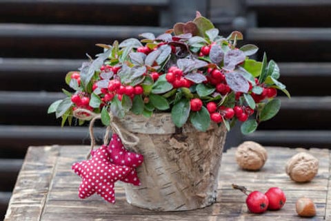 Wintergreen