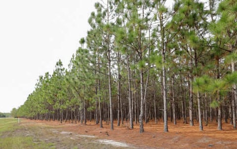 Loblolly Pine Tree