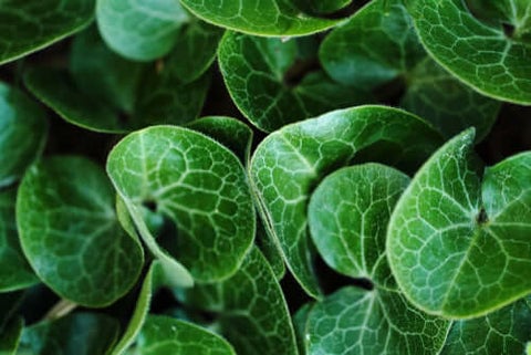 Wild Ginger