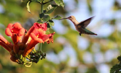 Trumpet Vine