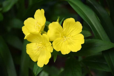 Evening Primrose