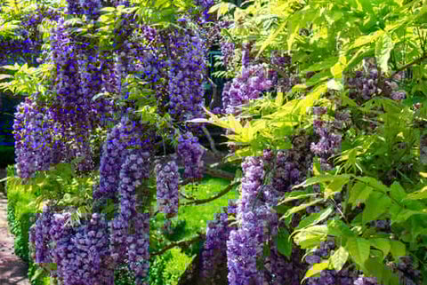 Wisteria