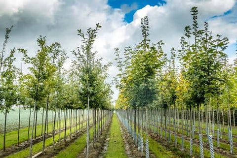 Tree Nursery