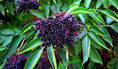 Elderberry
