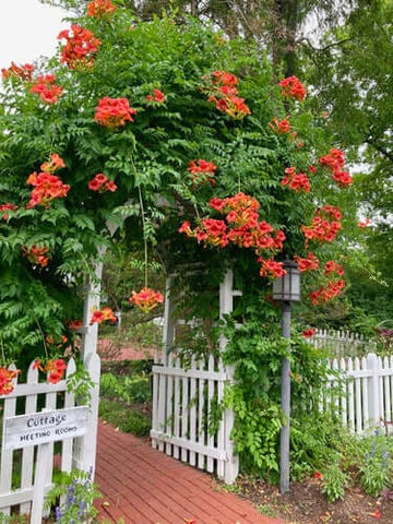 Trumpet Vine