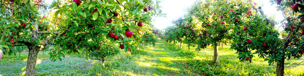 TN Nursery