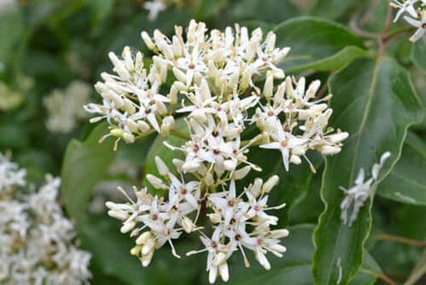 silky dogwood