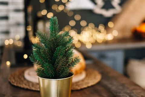 Indoor Pine in Pot