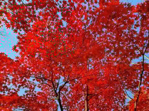 Red Maple
