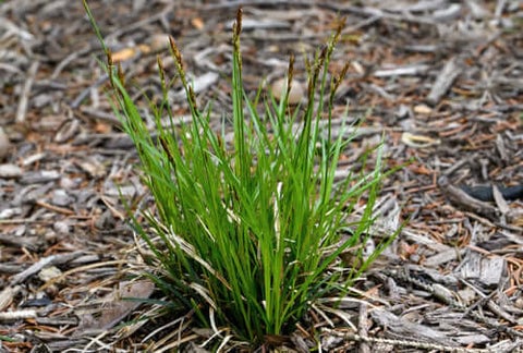 carex pensylvanica