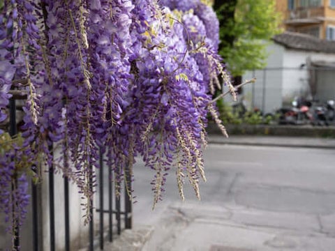 Wisteria