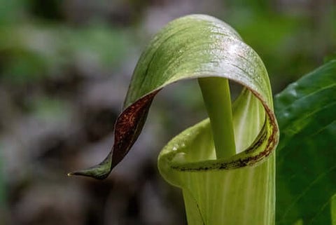 Jack In The Pulpit