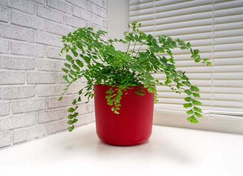 Maidenhair Fern