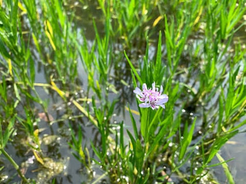 Water Willow