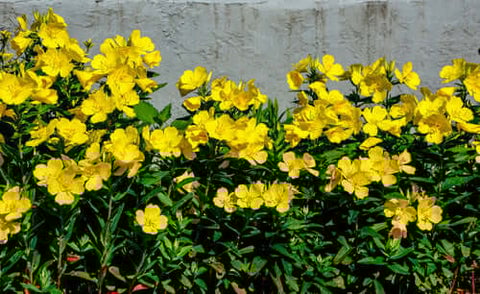 Evening Primrose