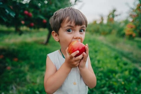 Apples
