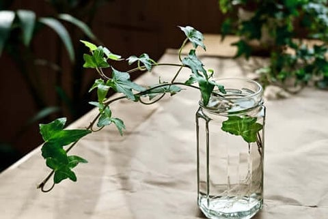Stem Cutting: English Ivy