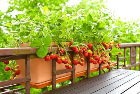 Strawberry Plants: Care and Maintenance