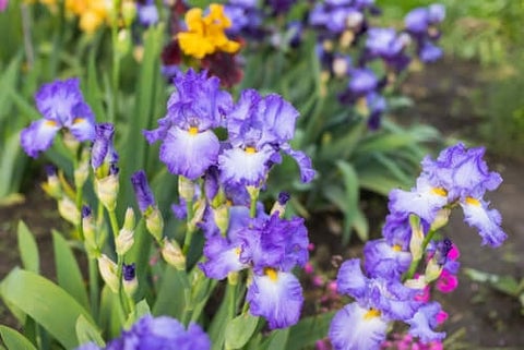 Bearded Iris