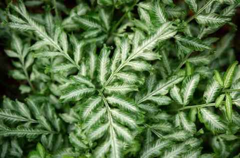 Brake Fern