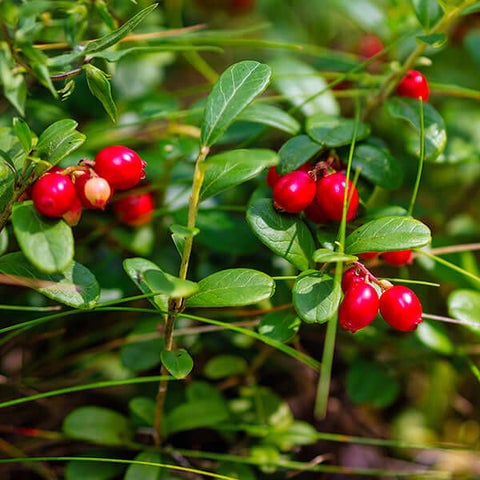Partridge Berry
