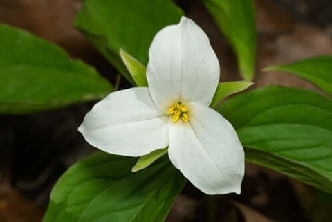 White Trillium