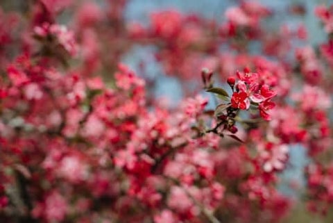 Prairie Fire Red Crabapple