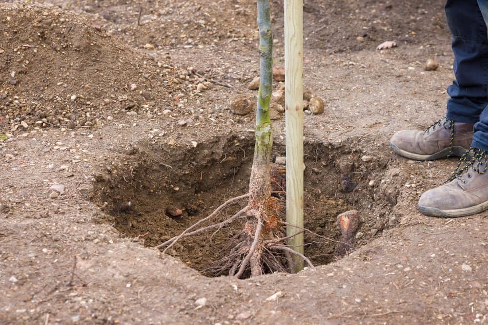 Planting Bareroot Trees