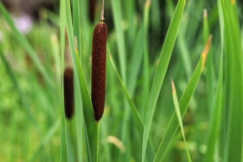 cat tails