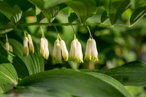 Solomon's Seal