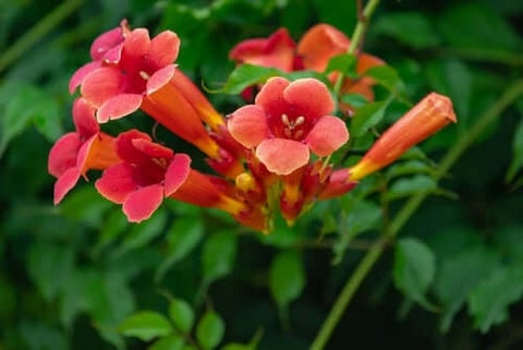 Trumpet Vine