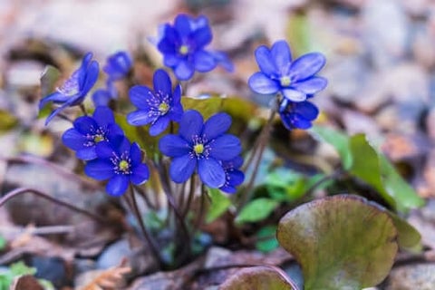 Hepatica