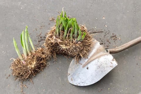 Dividing Hosta