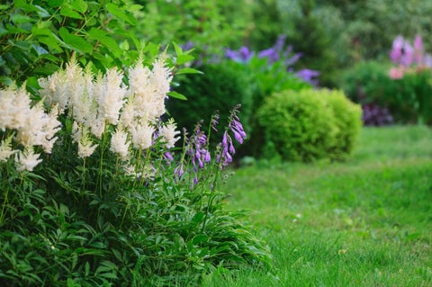 Shade Garden