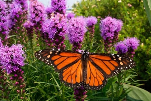 Blazing Star