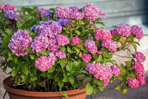 hydrangeas