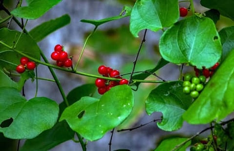 Carolina Snailseed