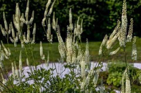 Black Cohosh