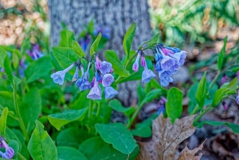 Virginia Bluebells