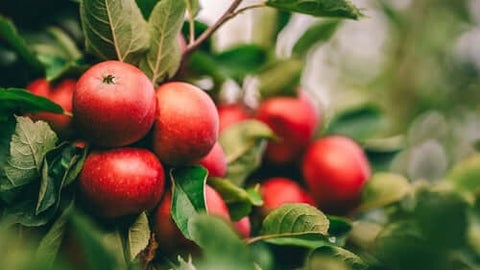Apple Trees