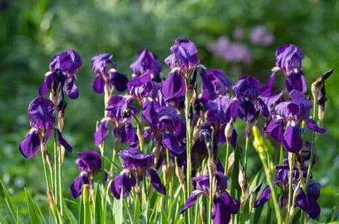 Iris