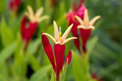 Spigelia Indian Pink