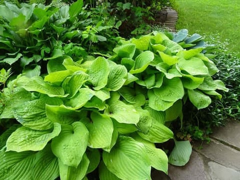 hosta