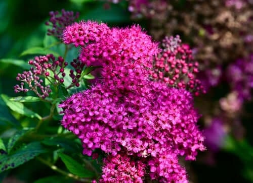 Pink Spirea Shrub flowers in full bloom from TN Nursery.