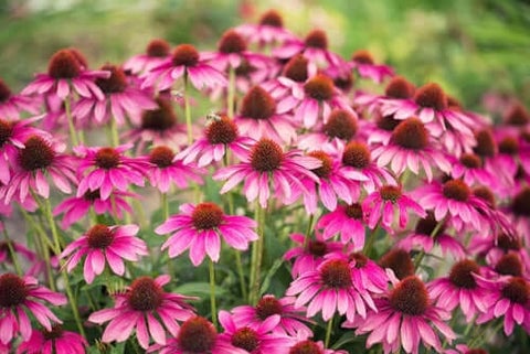 Coneflower