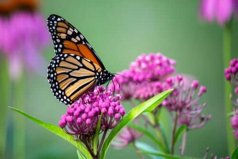 Swamp Milkweed (Asclepias Incarnata)