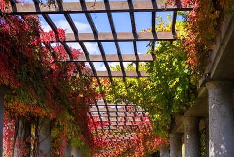 Virginia Creeper