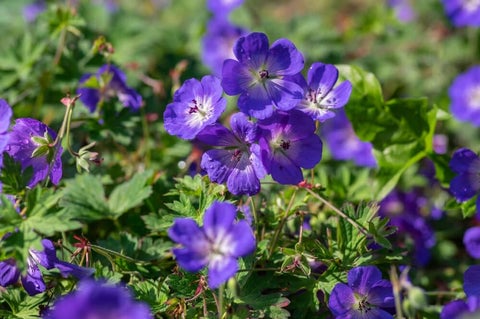Geranium Rozanne