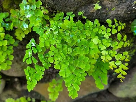 Maidenhair Fern