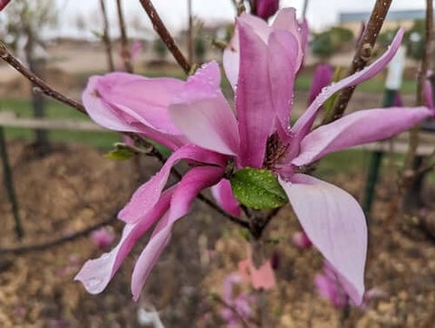 Ann Magnolia